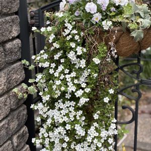 アリッサム,バコパ,プリムラ　ジュリアン,ムルチコーレ,ガーデニングの画像