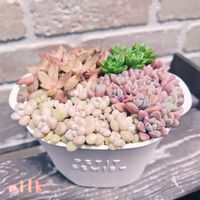 秋麗,カリフォルニアサンセット,ダルマ姫秋麗,レディジア,寄せ植えの画像