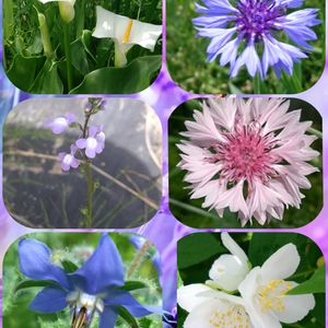 カラー,バイカウツギ,ボリジ,マツバウンラン,矢車菊(やぐるまぎく)の画像