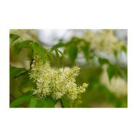 アオダモ,白い花,シンボルツリー,モクセイ科,落葉高木の画像