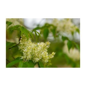 アオダモ,白い花,シンボルツリー,モクセイ科,落葉高木の画像