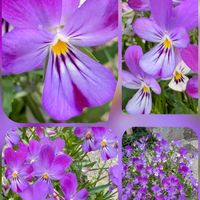 シャクヤク,バラ,ビオラ,ツルコザクラ,サフィニアの画像