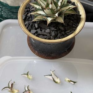 エケベリア,ハオルチア,アガベ,farmpalk,室内LED管理の画像