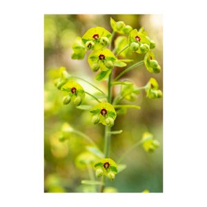 ユーフォルビア・カラキアス,地植え,多年草,草花大好き,トウダイグサ科の画像