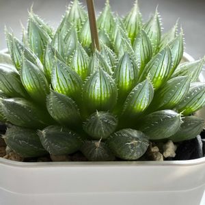 ハオルチア,多肉植物,ハオルチア属,多肉植物のある暮らし,多肉植物初心者の画像