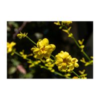 ウンナンオウバイ,オウバイモドキ,常緑低木,プランター,黄色の花の画像