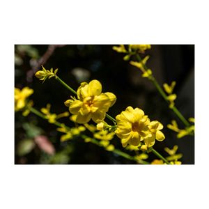 ウンナンオウバイ,オウバイモドキ,常緑低木,プランター,黄色の花の画像