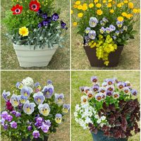 寄せ植え,庭の花,花のある暮らしの画像