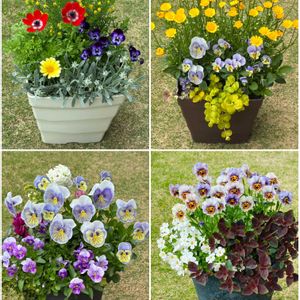 寄せ植え,庭の花,花のある暮らしの画像