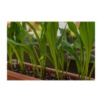 行者ニンニク,プランター,多年草,ユリ科,山菜の画像