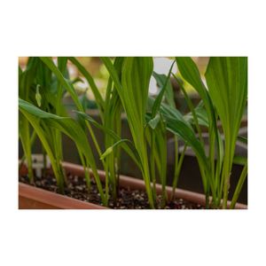 行者ニンニク,プランター,多年草,ユリ科,山菜の画像