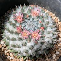 サボテン,アルブカ,プリムリフォリア  ベガルディ,アルブカ ユニフォリアータ,マミラリア　多毛景清の画像