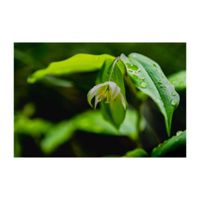 チゴユリ,山野草,植木鉢,多年草,イヌサフラン科の画像