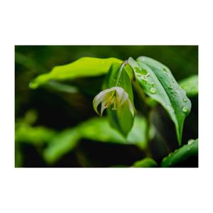 チゴユリ,山野草,植木鉢,多年草,イヌサフラン科の画像