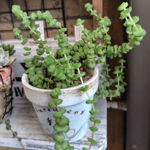 舞乙女,多肉植物,多肉女子,多肉好き,ニョロン(26日)の日の画像