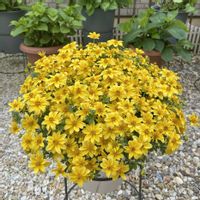 ビデンス,ビデンスキャンプファイヤーホットイエロー,PR,ガーデニング初心者,PWの画像