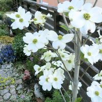 ハナミズキ,ガーデニング,ナチュラルガーデン,咲いた！,マイガーデンの画像