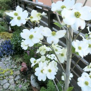 ハナミズキ,ガーデニング,ナチュラルガーデン,咲いた！,マイガーデンの画像