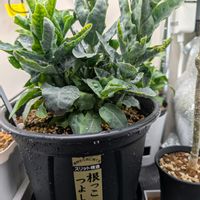 アデニア ペチュエリー,観葉植物,塊根植物の画像