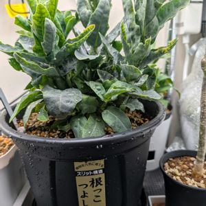 アデニア ペチュエリー,観葉植物,塊根植物の画像