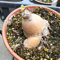 亀甲竜,パキポディウム・グラキリス,ウンカリーナ  ルーゼリアーナ,パキポディウム属の画像