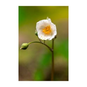 シラユキゲシ,ケシ,地植え,山野草,白い花の画像