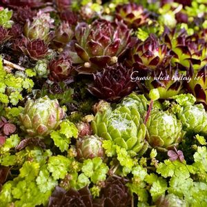 センペル,多肉植物,多肉大好き,地植えセンペル,放置栽培の画像