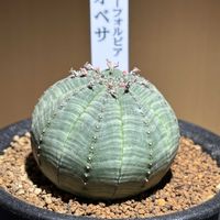 オベサ,ユーフォルビア・オベサ,ユーフォルビア,ユーフォルビア ・オベサ,ガーデンガーデンの画像