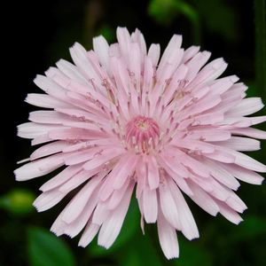 桃色たんぽぽ（クレピス）,地植え,ガーデニング,花のある暮らし,小さな庭の画像