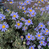 アブチロン,斑入りブルーデージーの画像