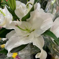 カサブランカ,白い花,カナートモール伏見の画像