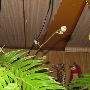 タカワラビ,キンモウコウ,観葉植物,シダ植物,癒しの画像