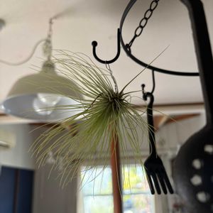 チランジア,かわいい,花のある暮らし,エアープランツ/チランジア,みどりのある暮らしの画像