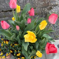 チューリップ,ビオラ,寄せ植え,ダブルデッカーの画像