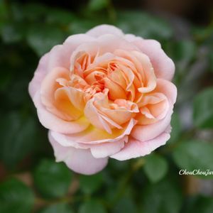 バラ,ロアルド・ダール,ベランダガーデン,ガーデニング,ベランダガーデニングの画像