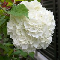 オオデマリ,コデマリ,ビバーナム,ガーデニング,花木の画像