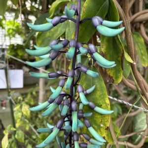 ヒスイカズラ,ヒスイカズラ,温室,京都,山科植物資料館の画像