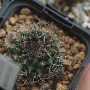 ハオルチア,多肉植物,観葉植物,塊根植物,サボテン科の画像