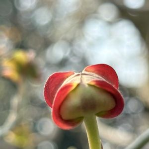 ハナミズキ,ハナミズキ,ハナミズキ,ハナミズキ,ハナミズキの画像