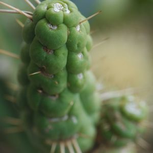 ハオルチア,多肉植物,観葉植物,塊根植物,サボテン科の画像