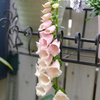 ジギタリス,ジキタリス,ガーデニング,ベランダガーデニング,ベランダの画像