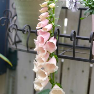 ジギタリス,ジキタリス,ガーデニング,ベランダガーデニング,ベランダの画像