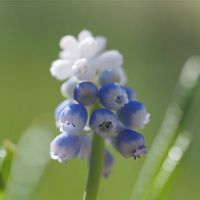 カタクリ,スノードロップ,ムスカリ,原種チューリップ,キバナセツブンソウの画像