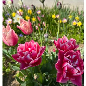 チューリップ,地植え,4月,庭の画像