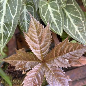 カラーリーフ,山野草,シェードガーデン,斑入り。,渋いの画像