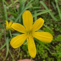 ヘメロカリス,ホソバキスゲ,花のある暮らし,園芸男子,花好きな人と繋がりたいの画像