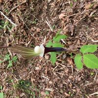 ユキモチソウの画像