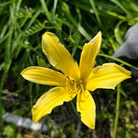 ヘメロカリス,ホソバキスゲ,花のある暮らし,園芸男子,花好きな人と繋がりたいの画像
