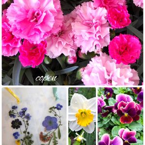 カーネーション,スイセン,パンジー,小さな幸せ♡,ピンクワールドへ ようこその画像