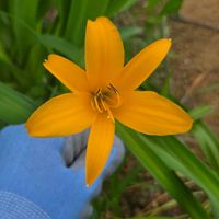 ヘメロカリス,ヒメカンゾウ,花のある暮らし,園芸男子,花好きな人と繋がりたいの画像